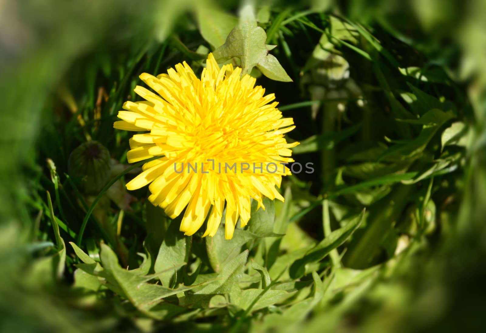 dandelion, тaraxacum in green grass