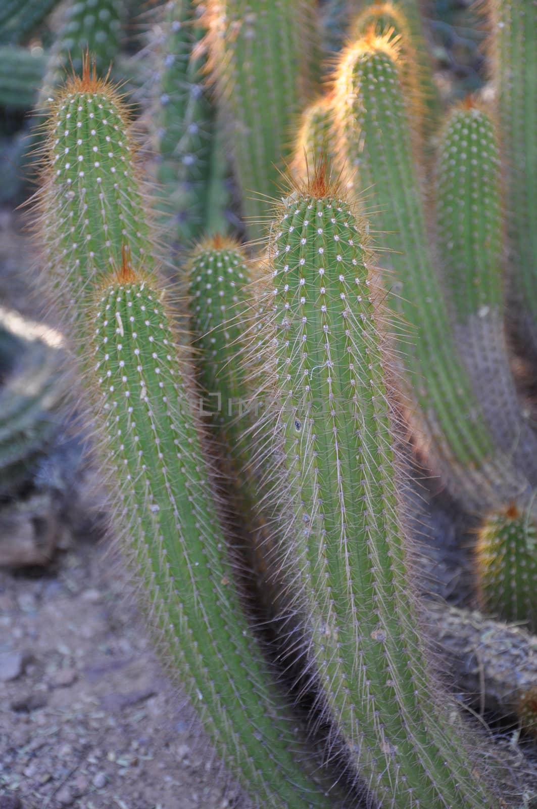 Cactus in the Desert