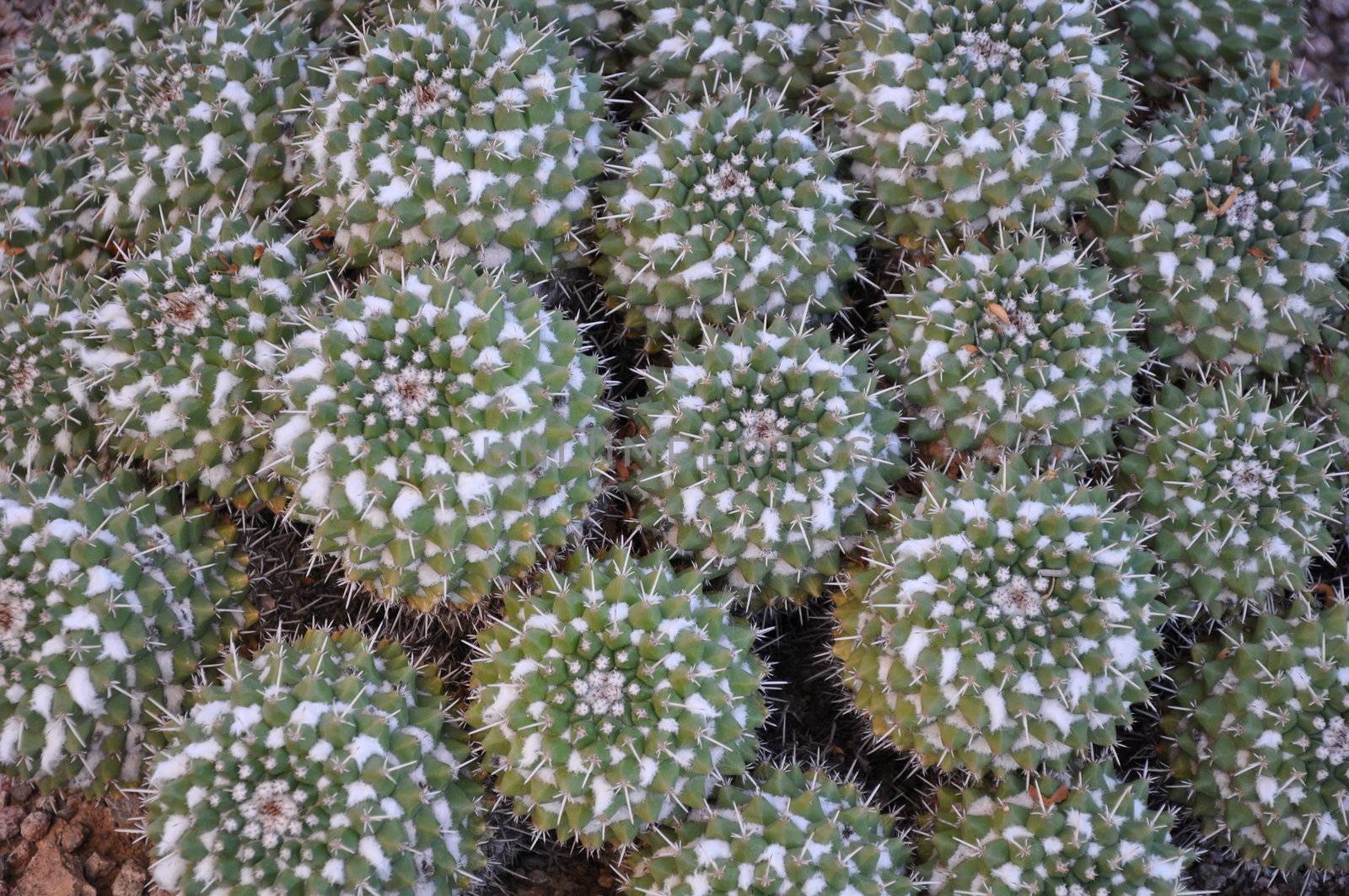 Cactus in the Desert