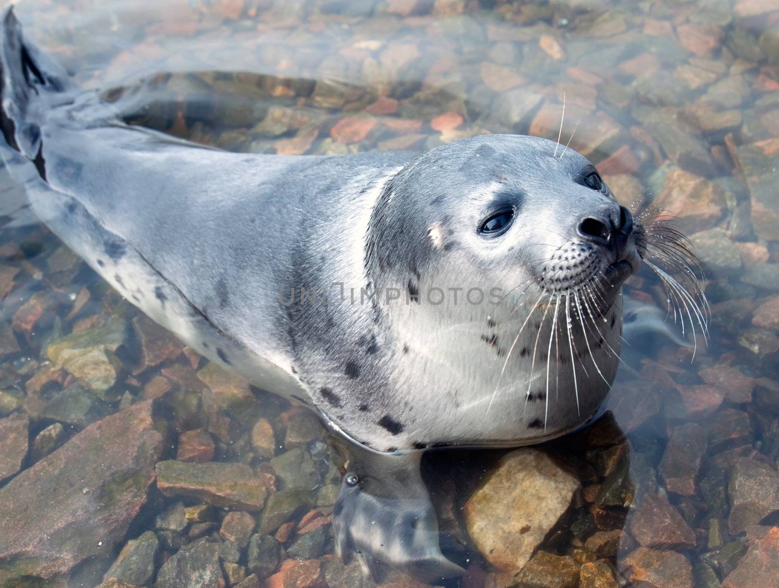 Harp seal  (Pagophilus groenlandicus) by AleksandrN