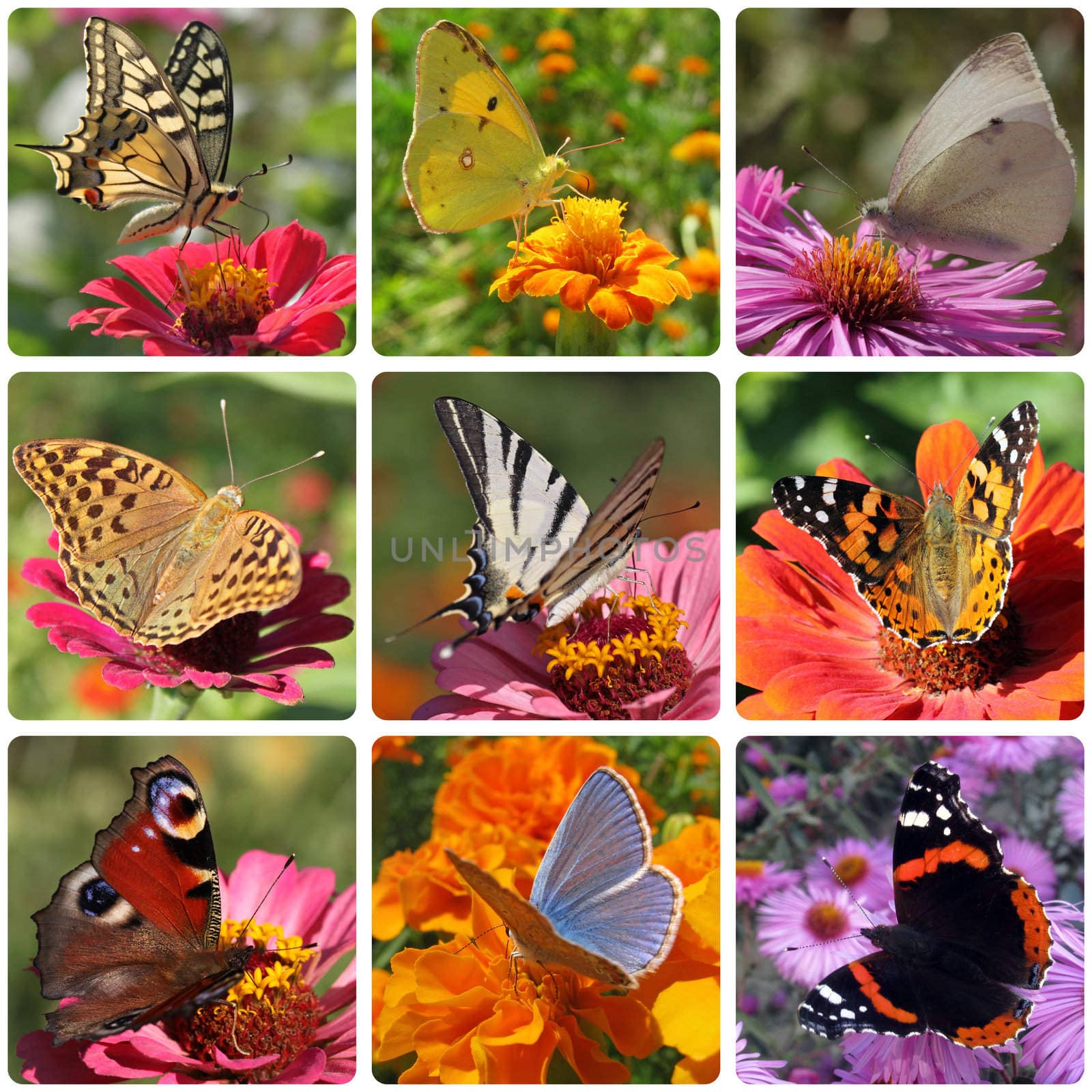 butterflies by romantiche