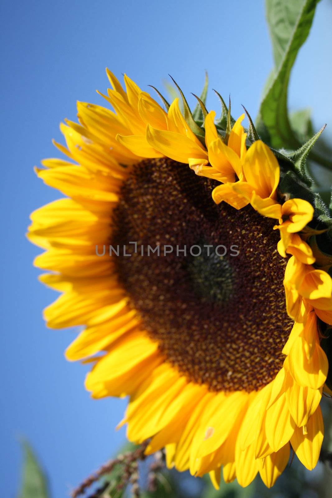 Close-up of sunflower by photochecker
