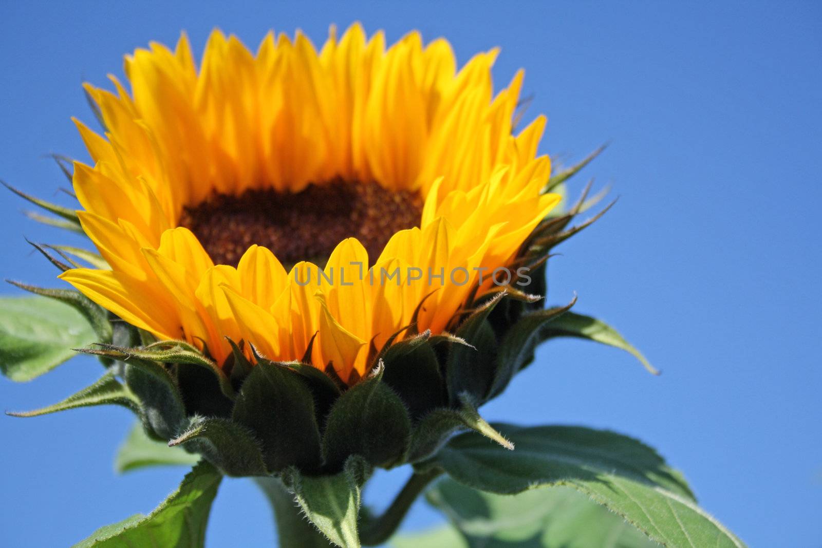 yellow sunflower by photochecker