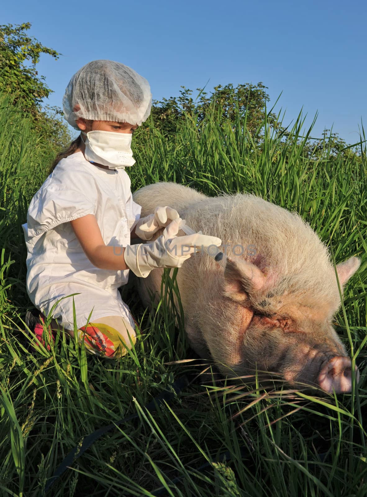 child playing with a pig and risk th swine influenza flu