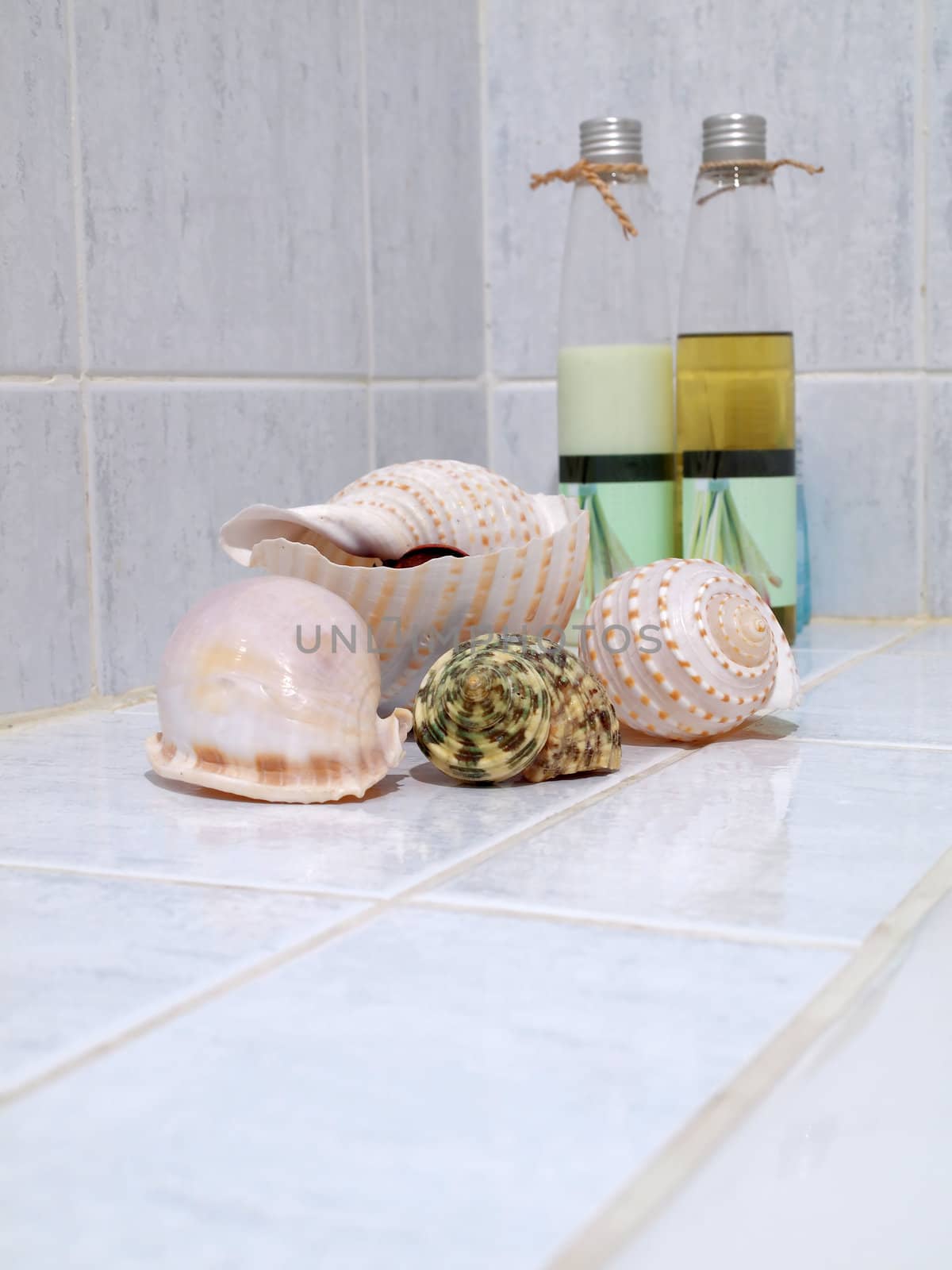 Seashells with set of objects for body care and relaxation