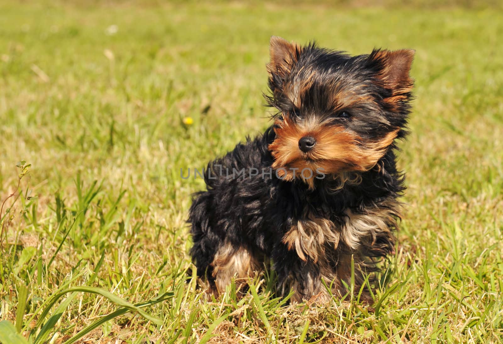 puppy yorkshire terrier by cynoclub