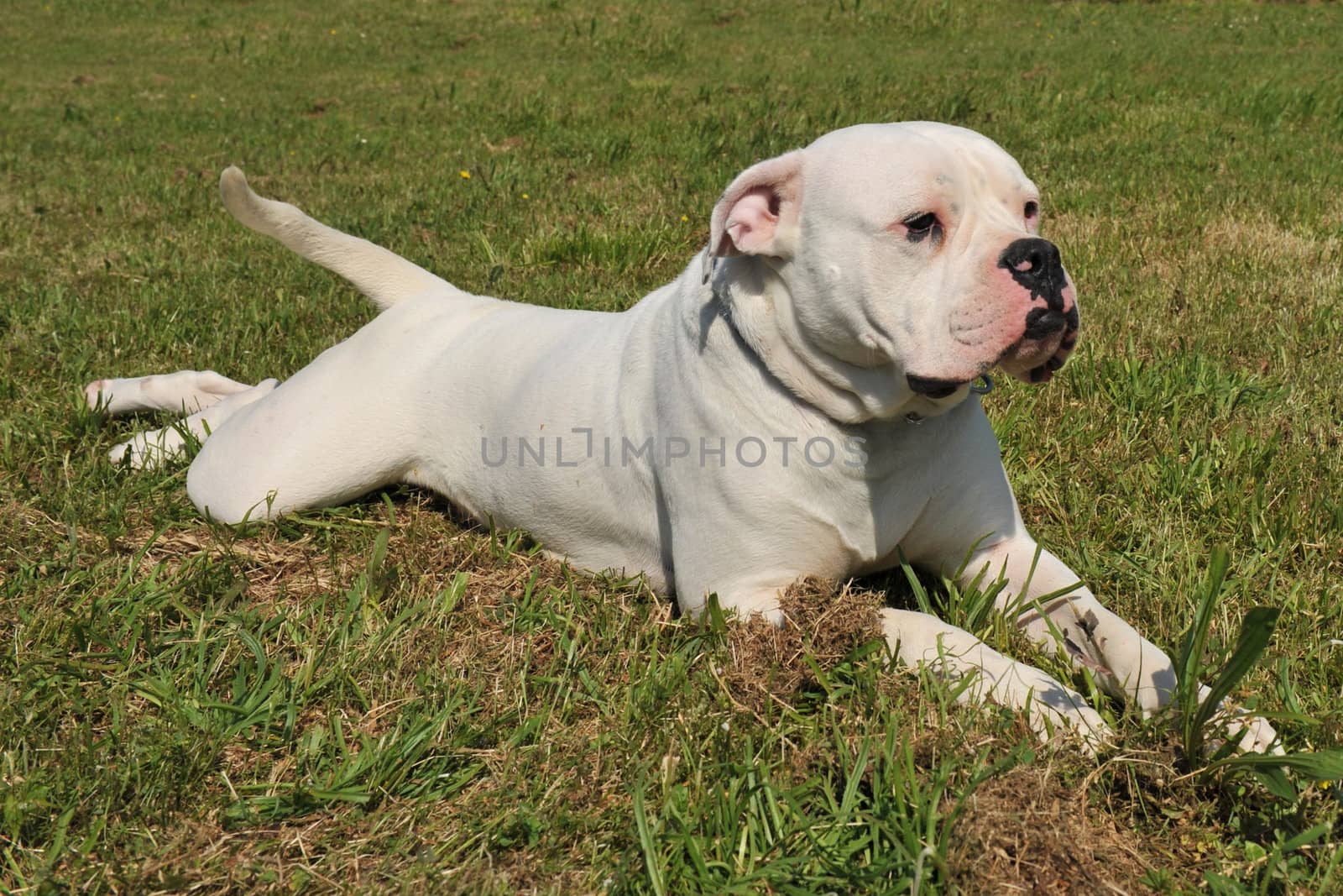 american bulldog by cynoclub