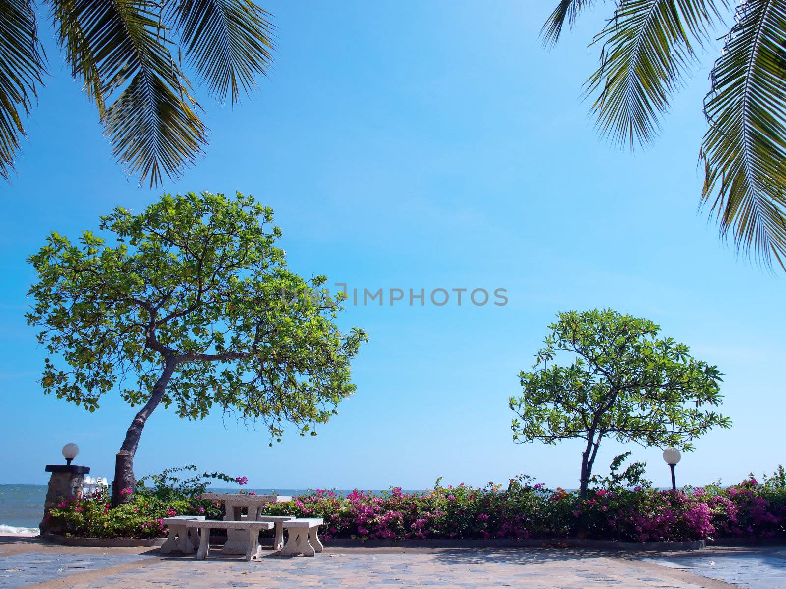 Recreational area in garden with Pong pong tree(also known as Indian Suicide tree, Othalanga), Bougainvillea(also known as Paper flower) and tropical beach