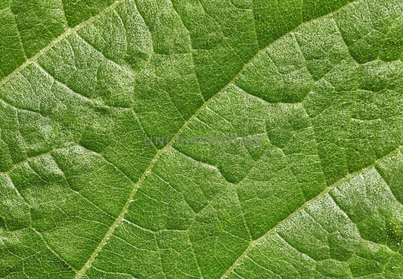 The green leaf of plant surface - the background