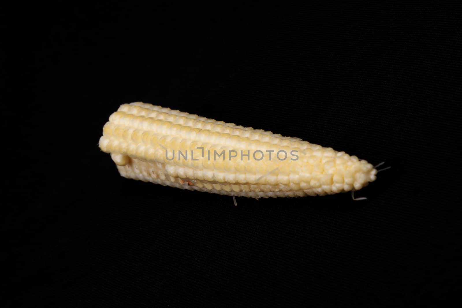 Baby corn  isolated on black background