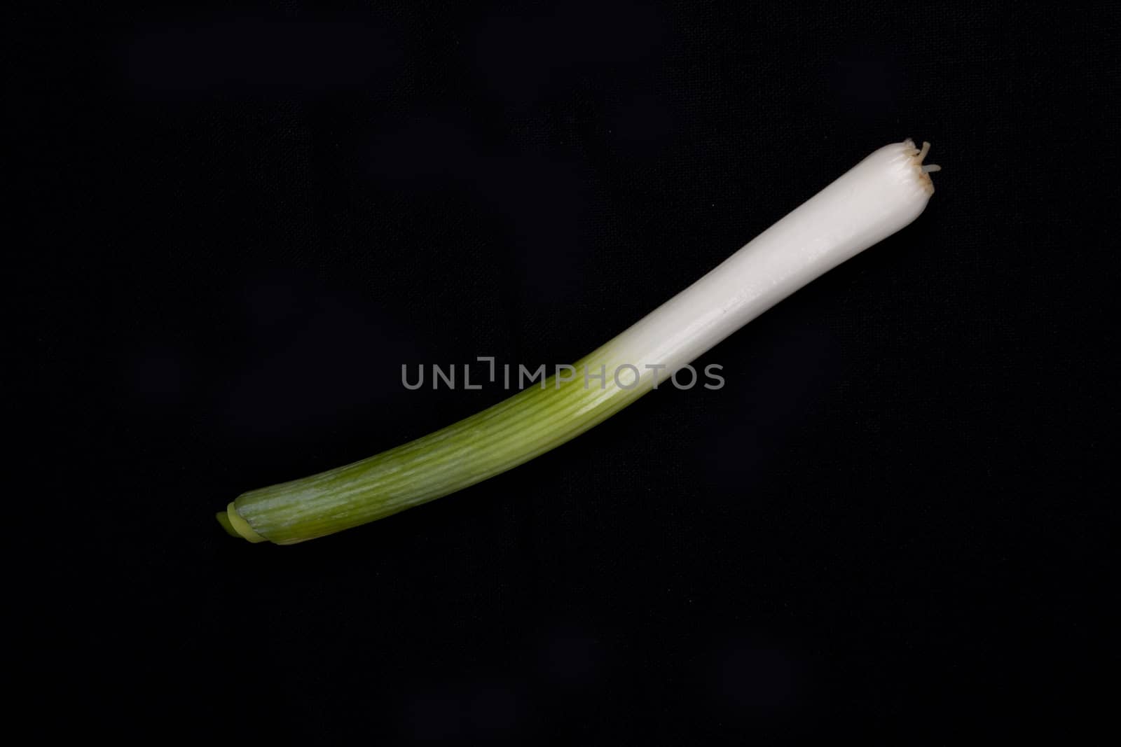 Fresh baby  leek on isolated on a black background