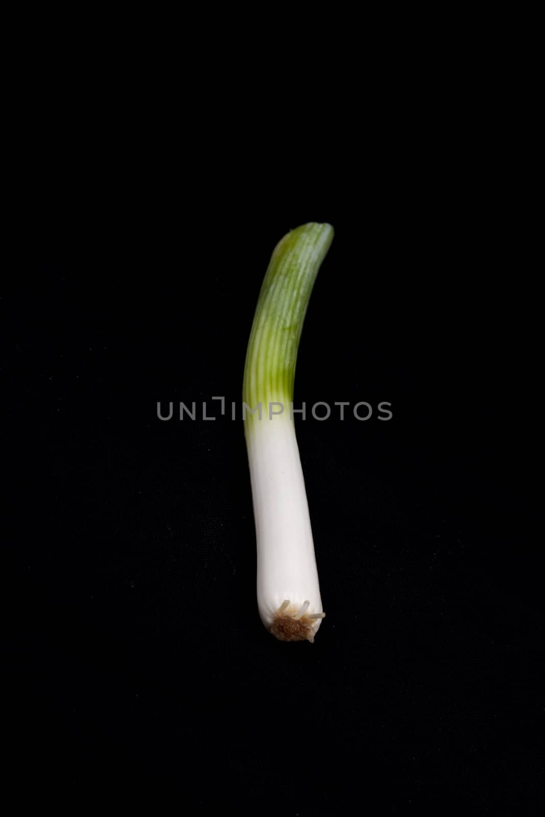 Fresh leek on isolated on a black background