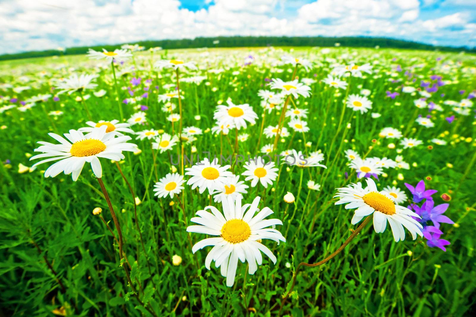 The meadow of daisies. by kosmsos111
