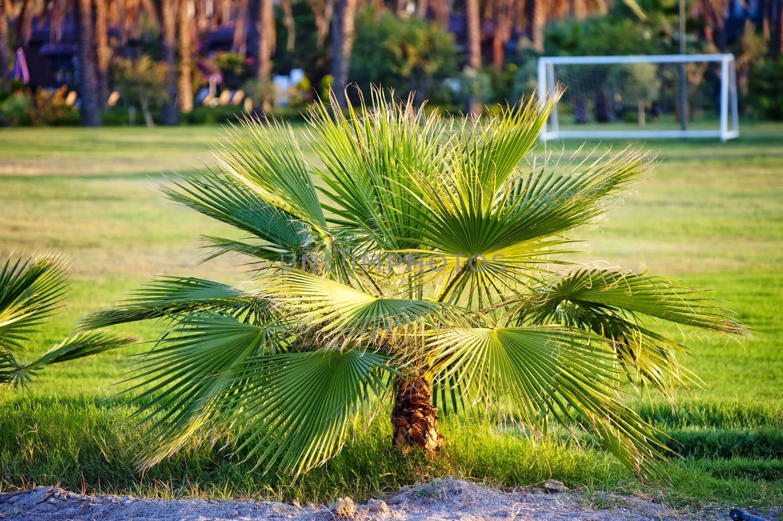 Palm tree on green grass by kosmsos111
