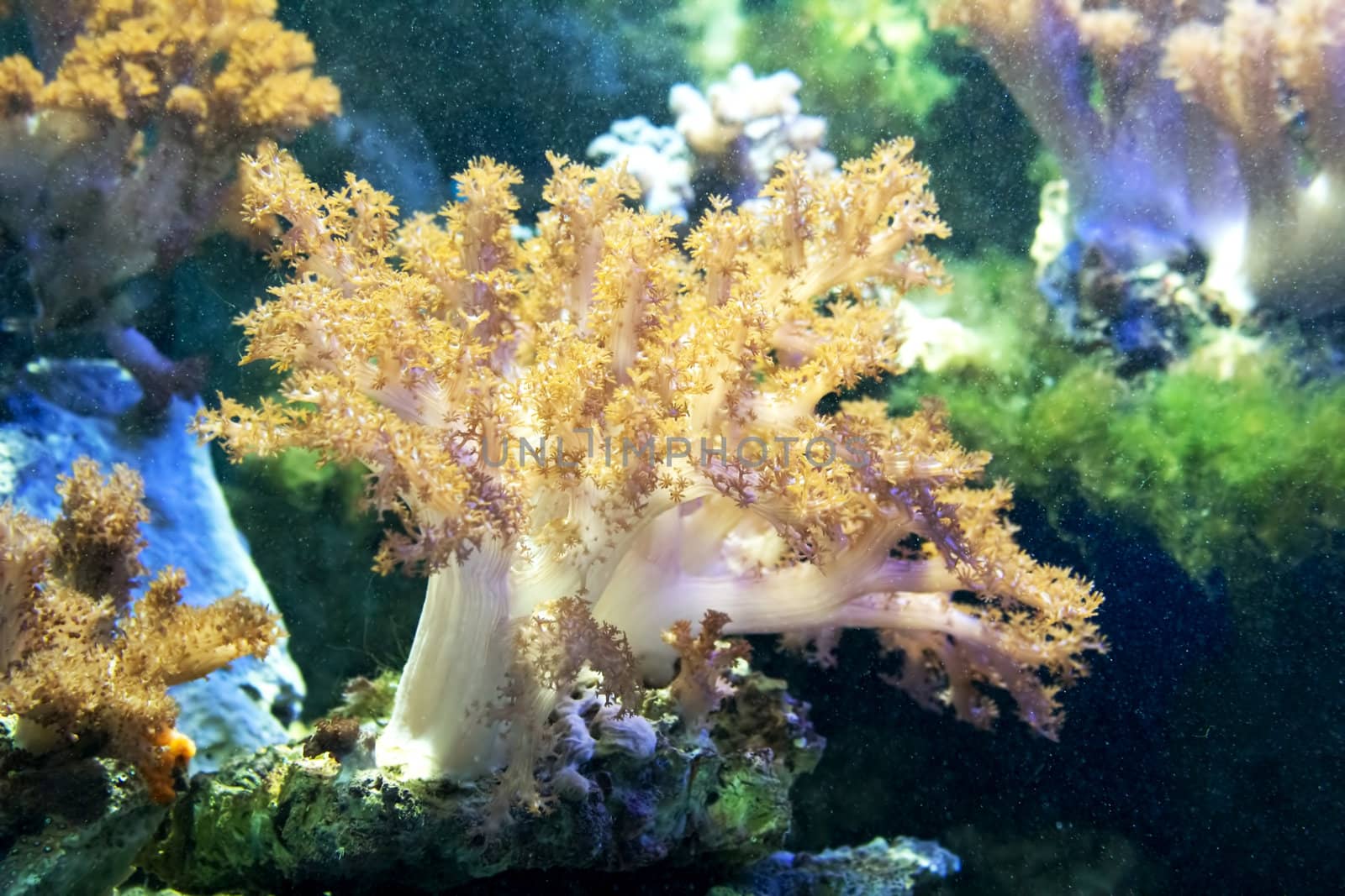 Beautiful coral in aquarium