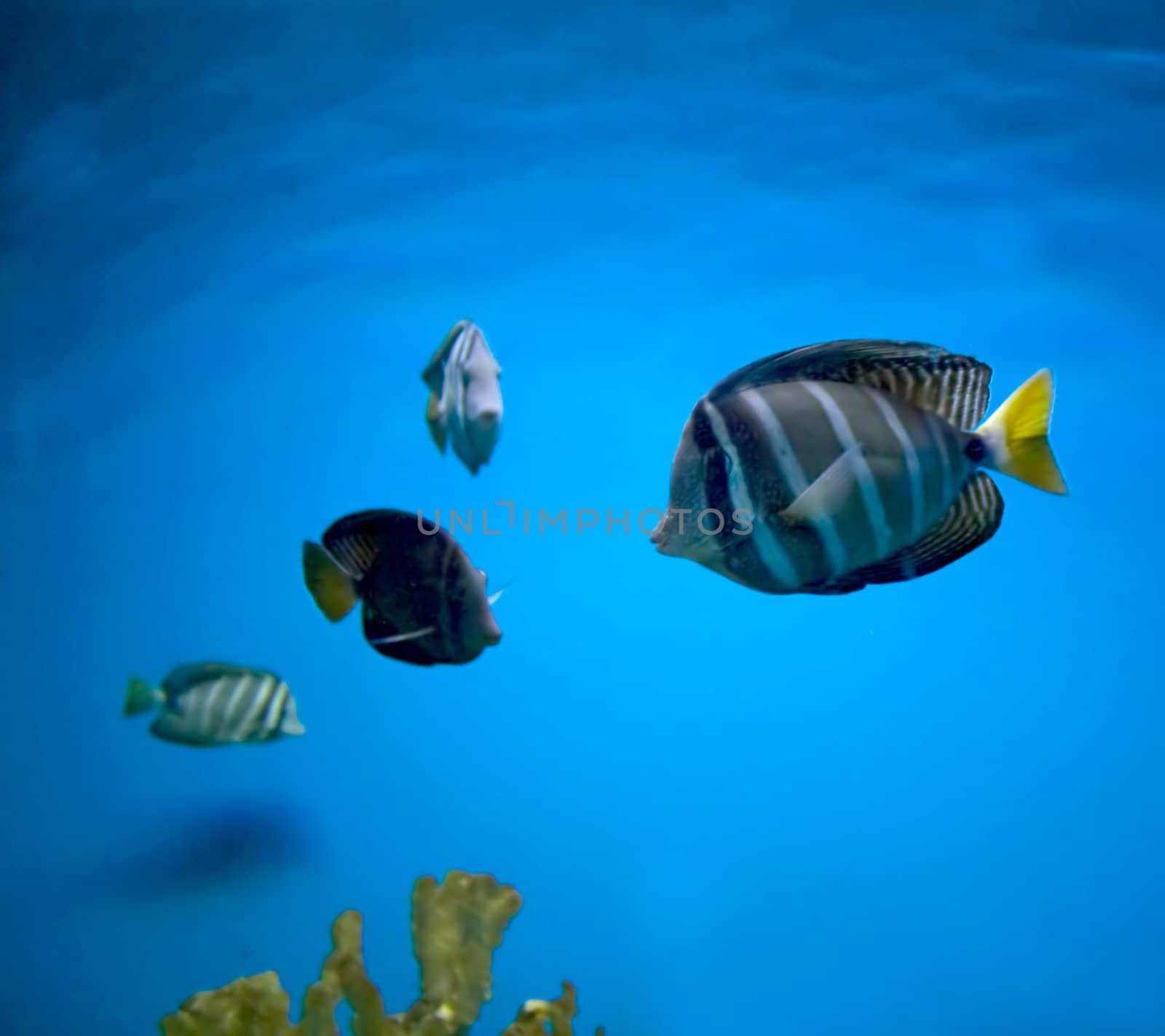 Threadfin butterflyfish and coral reef, china