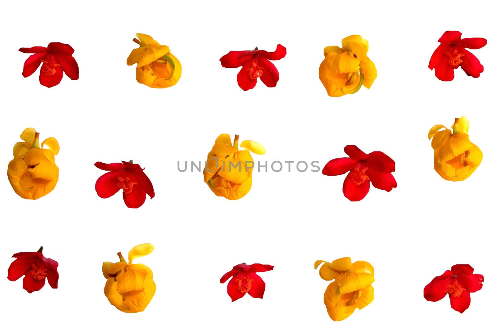 Flowers Isolated on White Background. 