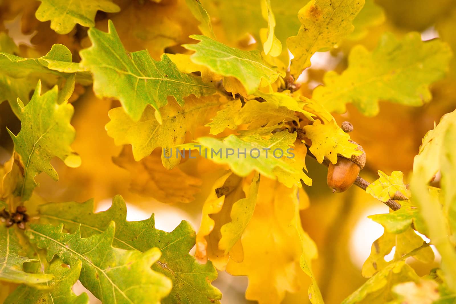 autumn colors of oak leaves  by artush