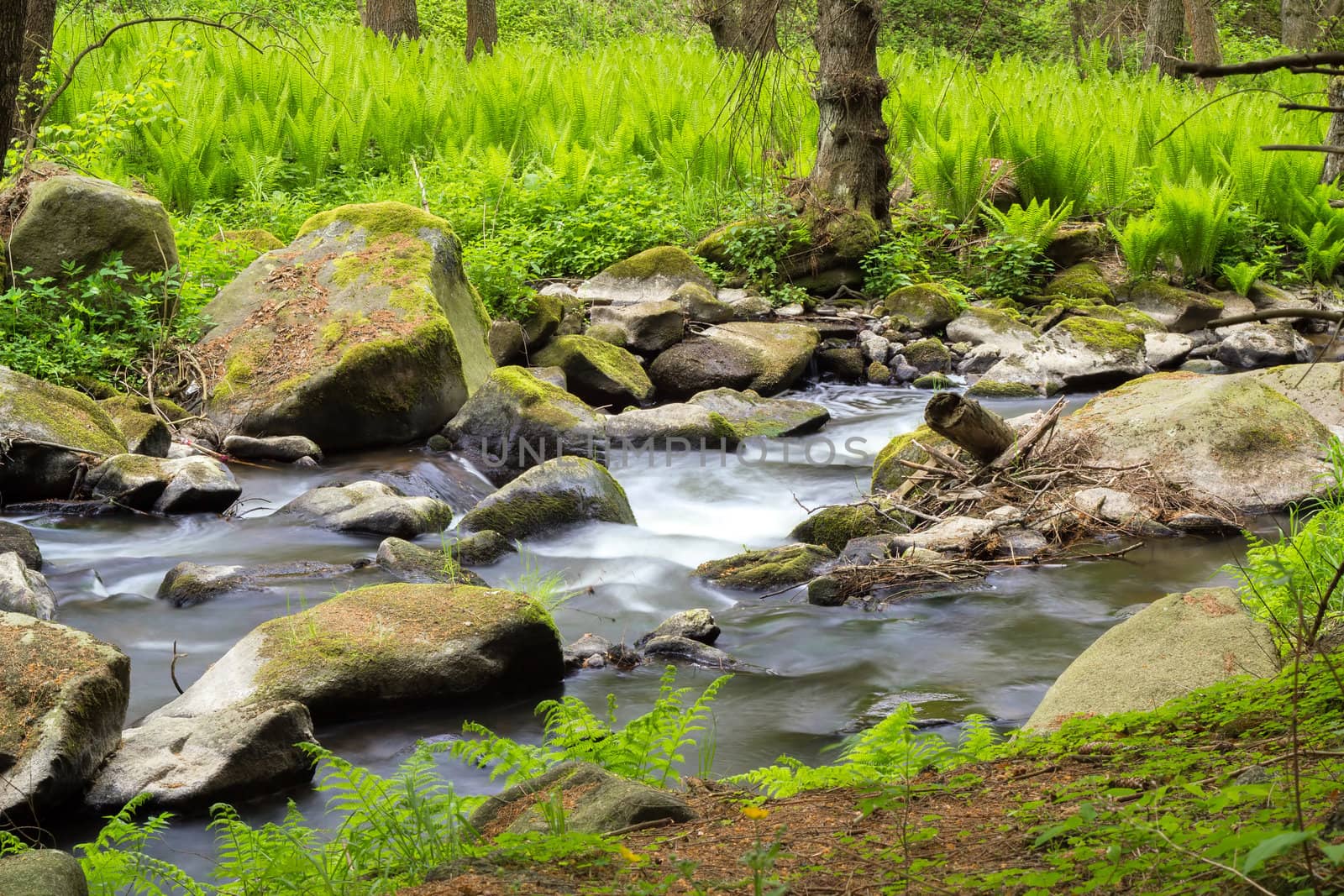 small wild river in Bohemian forest on Vysocina