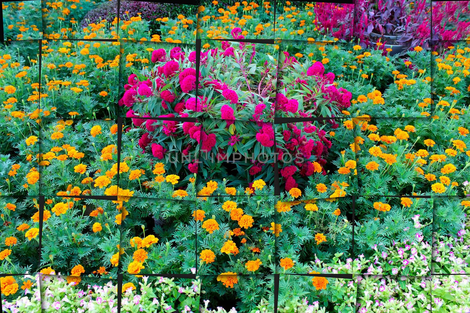 flower garden background 