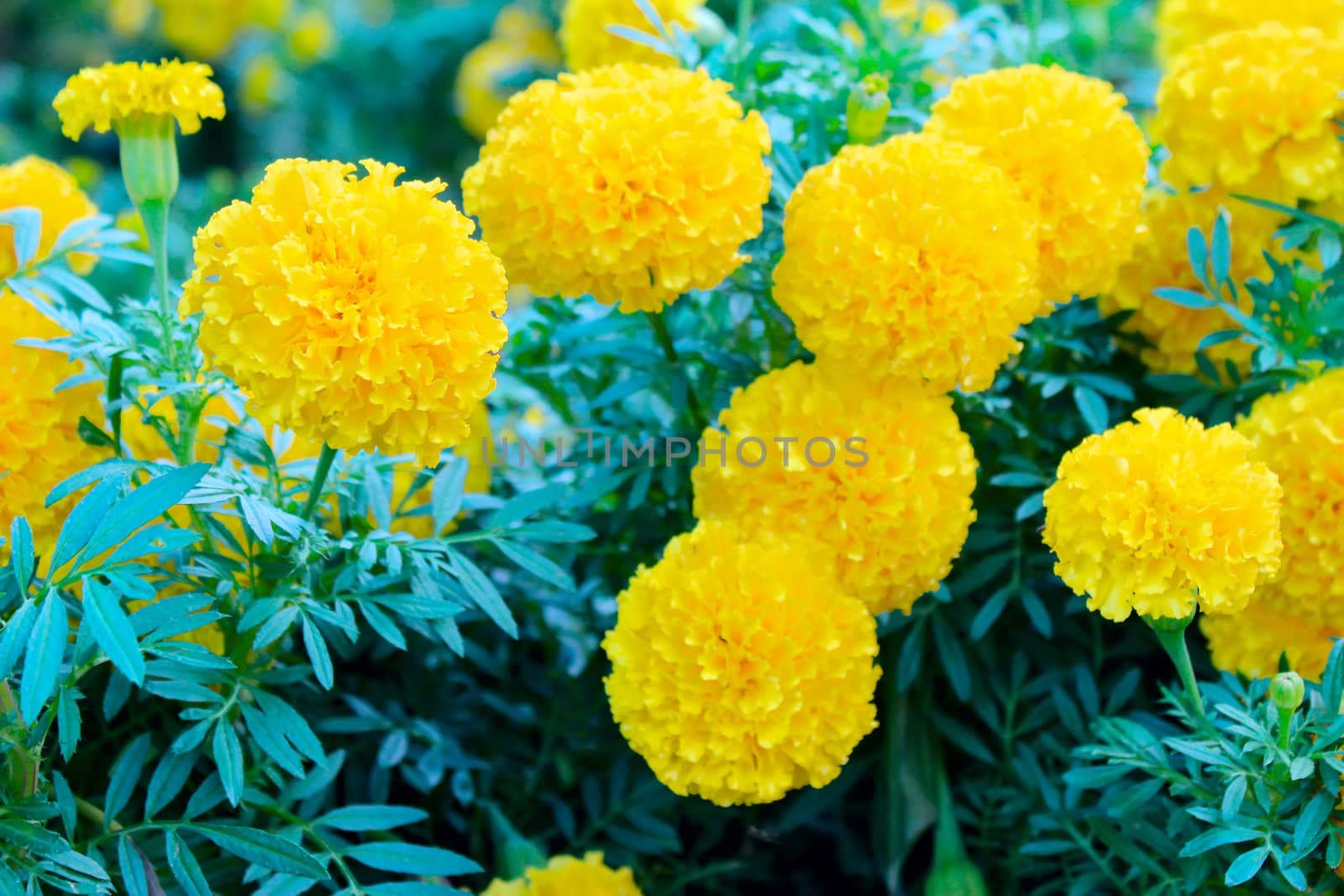 Yellow flower background