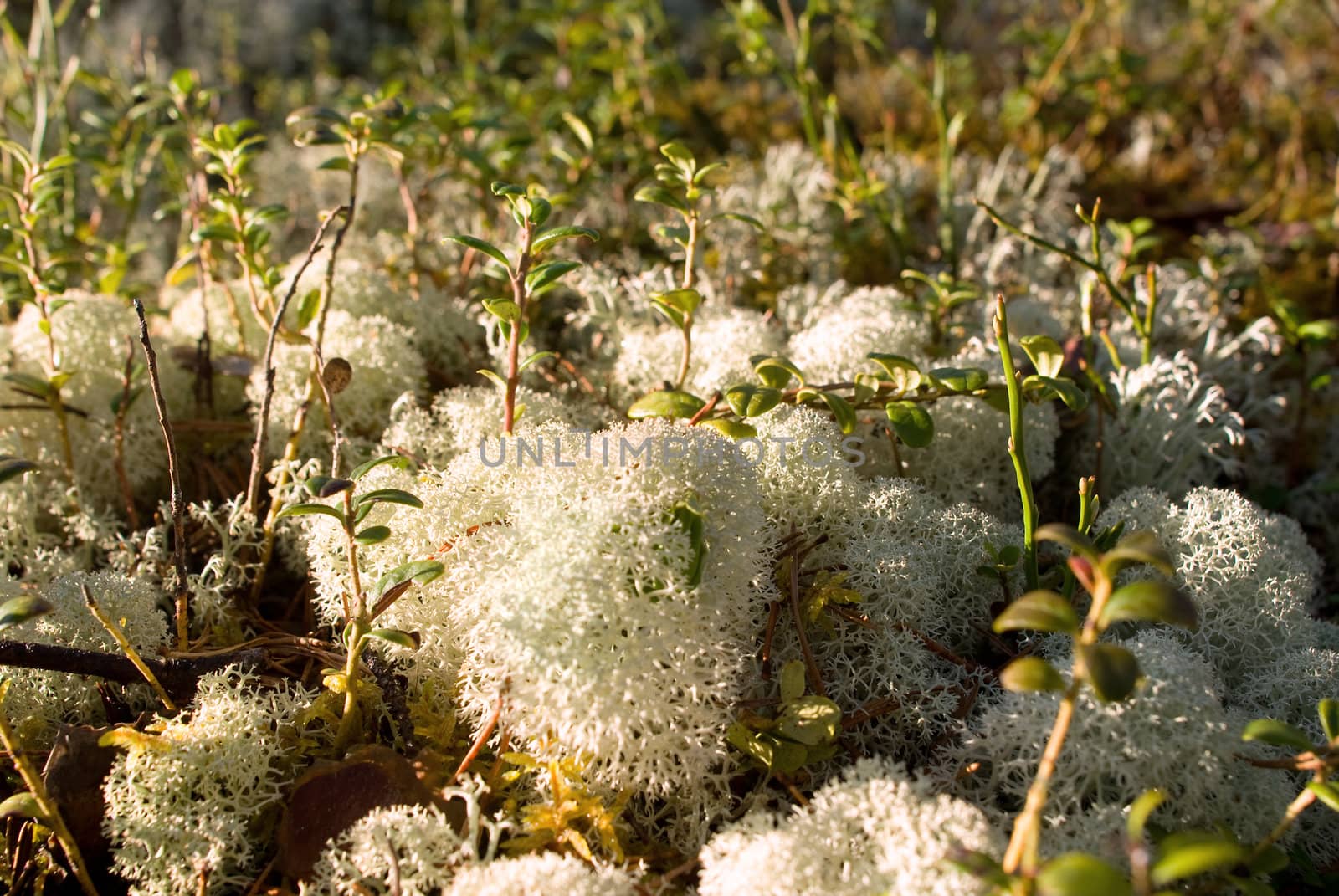 Lichen on a hummock in sunny day by BIG_TAU