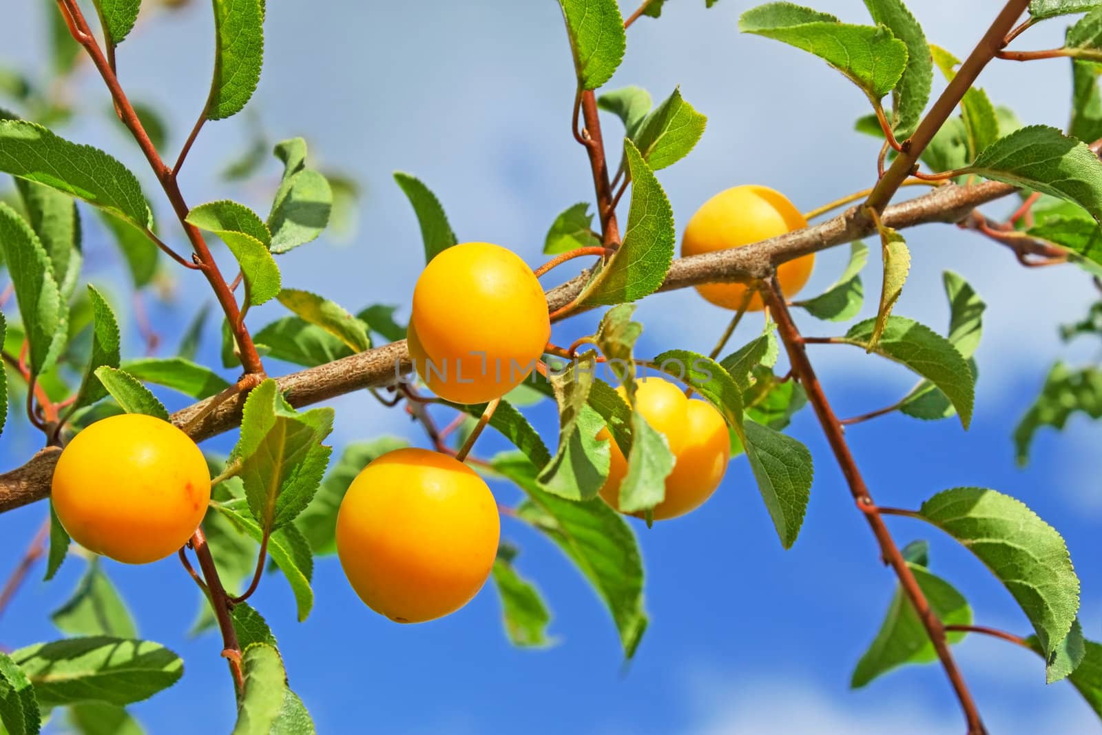 Group of yellow plum fruits hanging on a branch on the background of blue sky