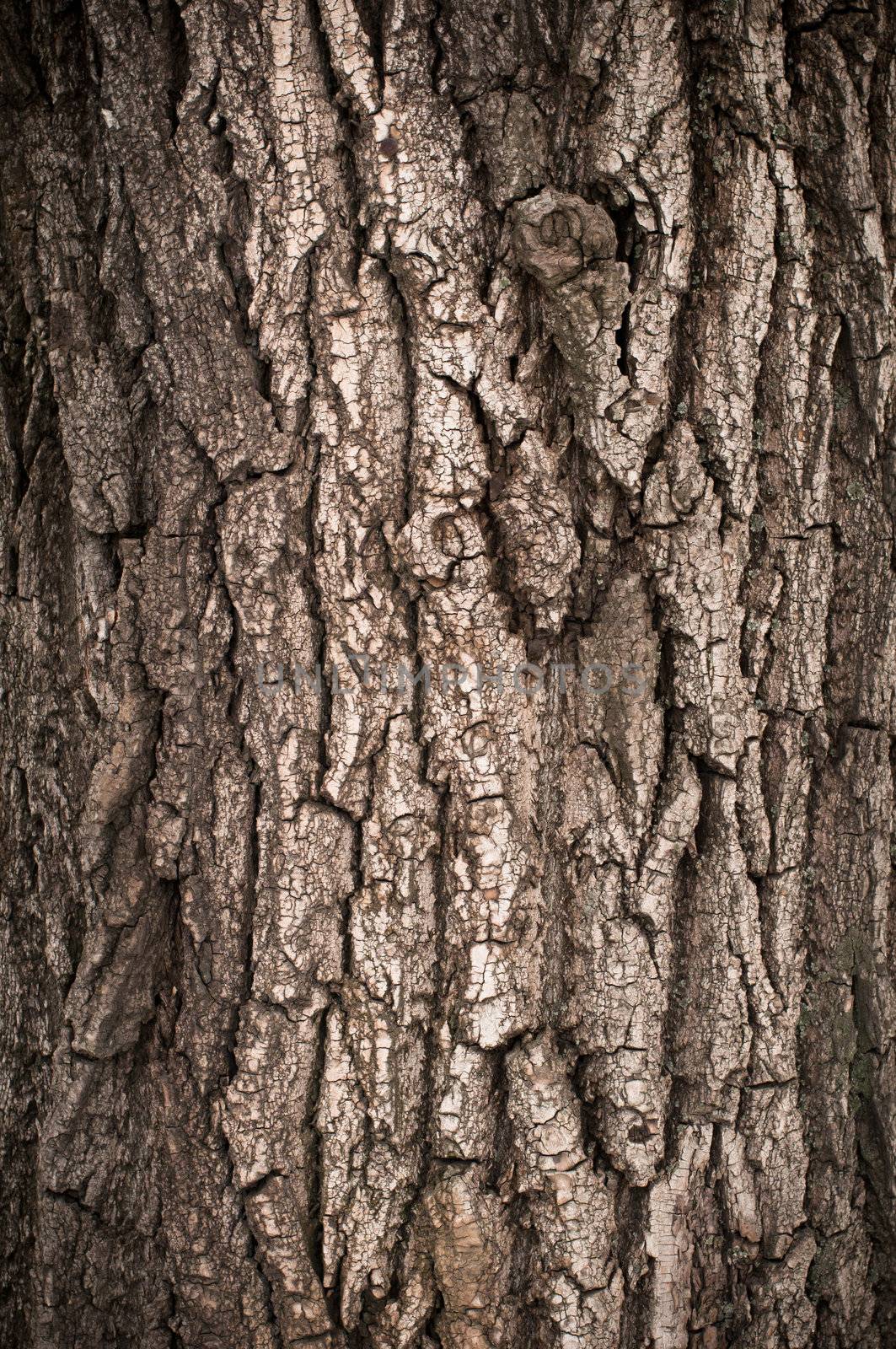 Bark of oak tree textured surface with small details