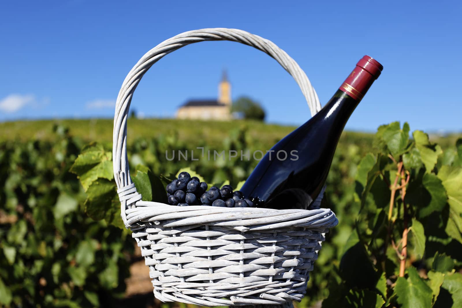 bottle of red wine and grappes in basket in France