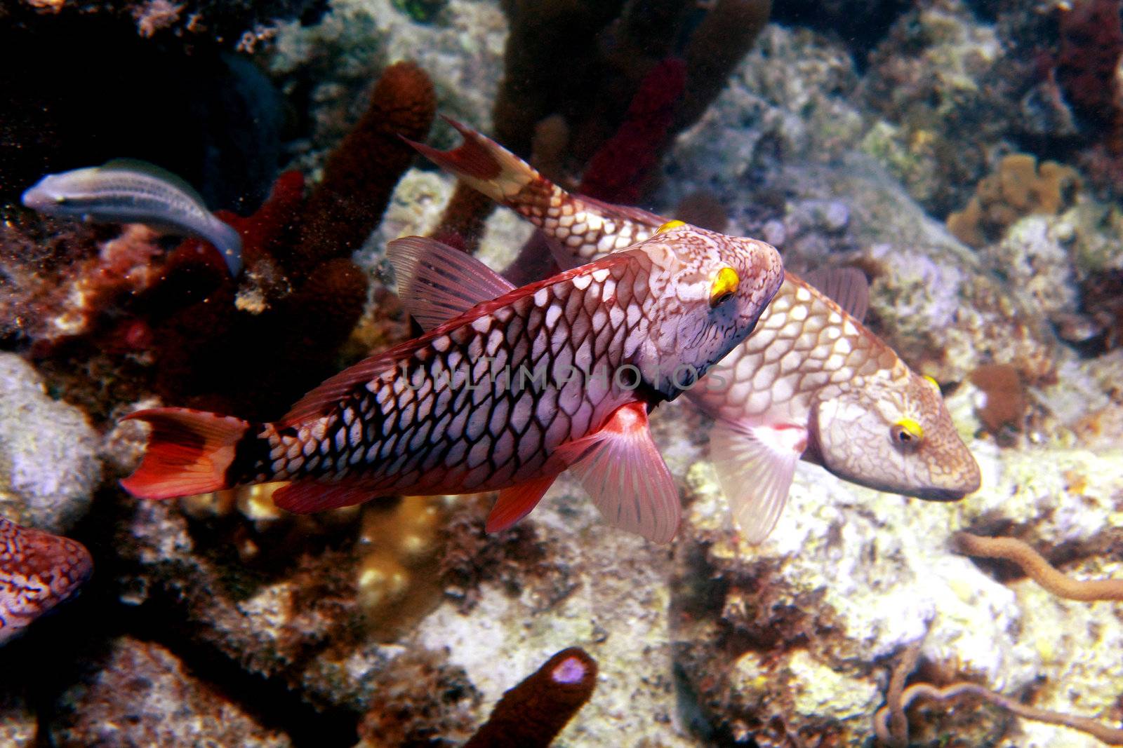 Image of a few colorful tropical fish.                               