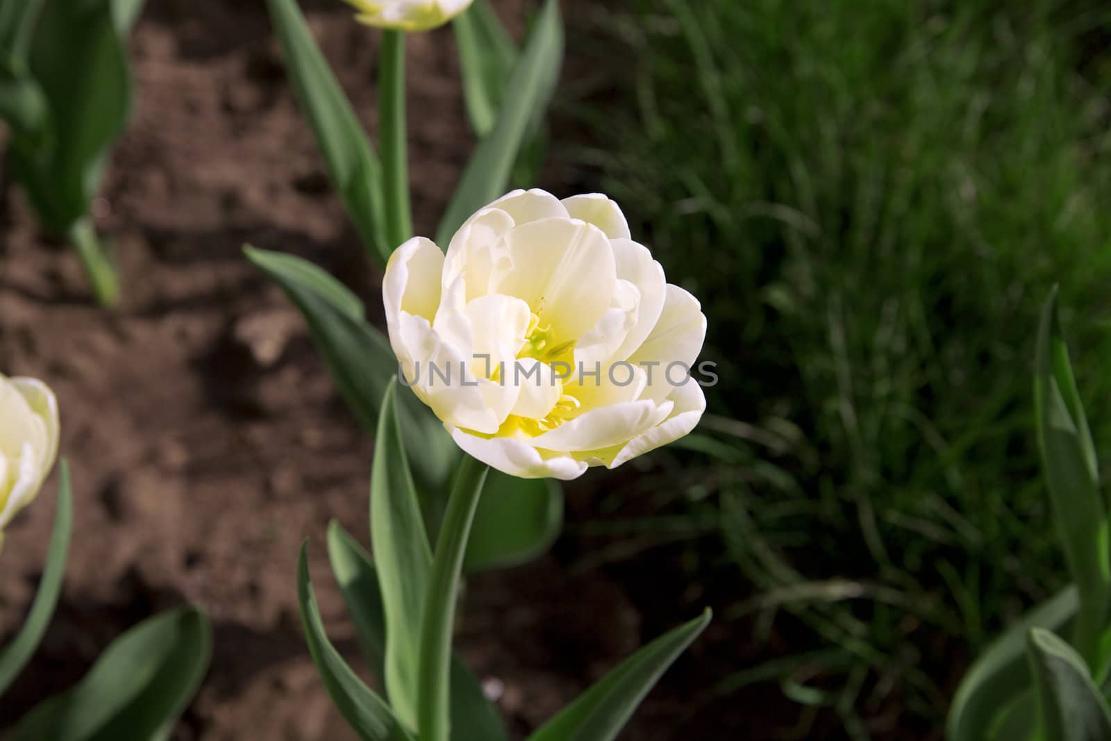 yellow tulip on a flowerbed in a light spring day