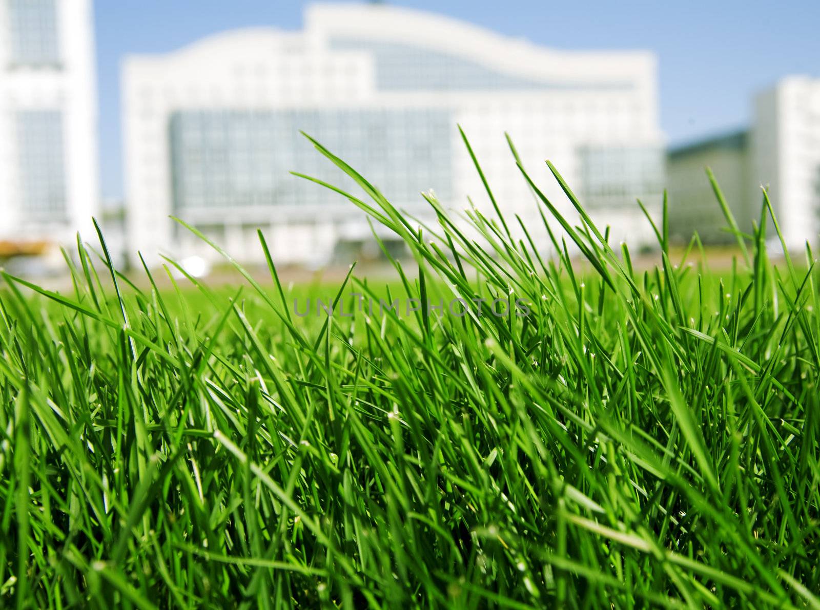 juicy green grass on a background modern buildings