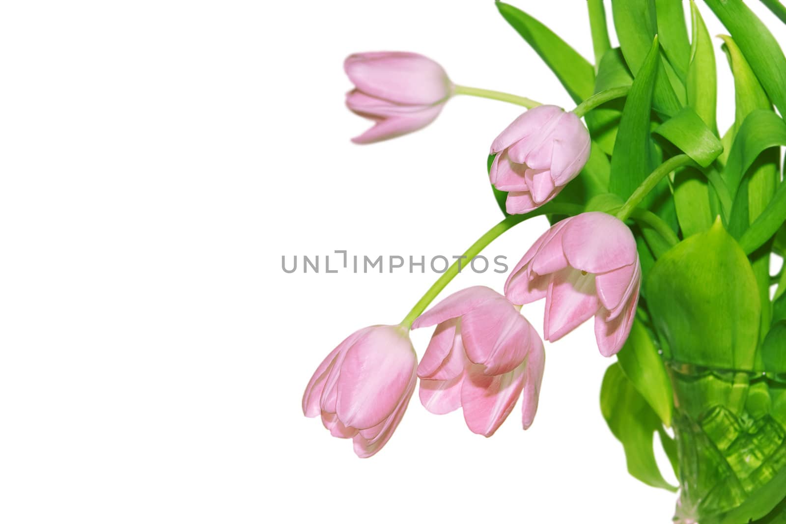 fresh red tulips on a white background