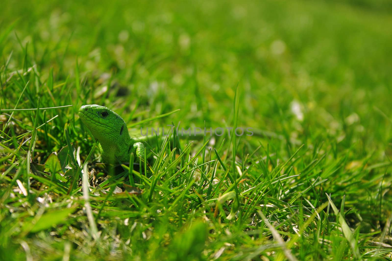 green lizard on a background of a summer juicy grass