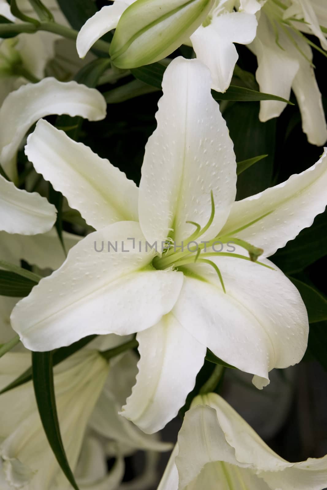 tender white lily is in a bouquet