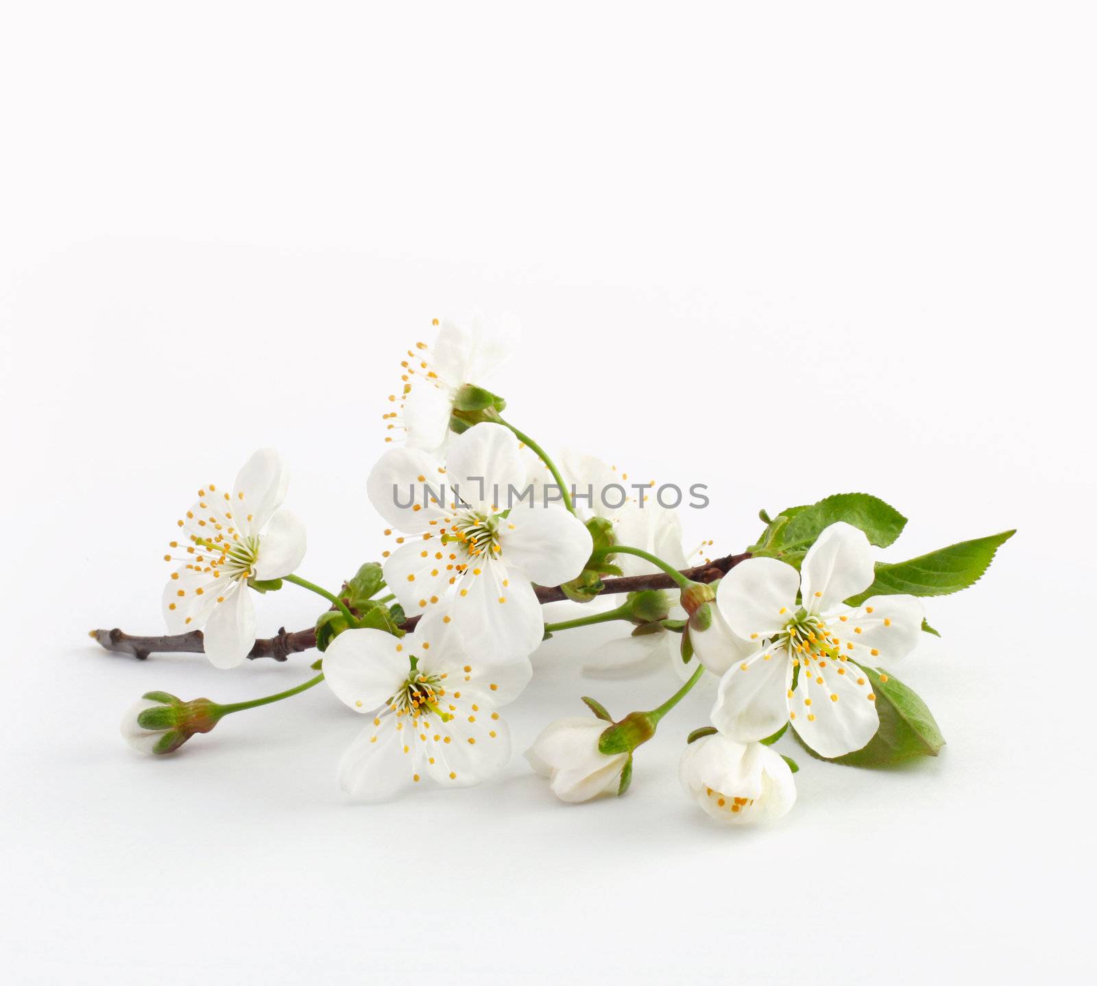 cherry twig in bloom