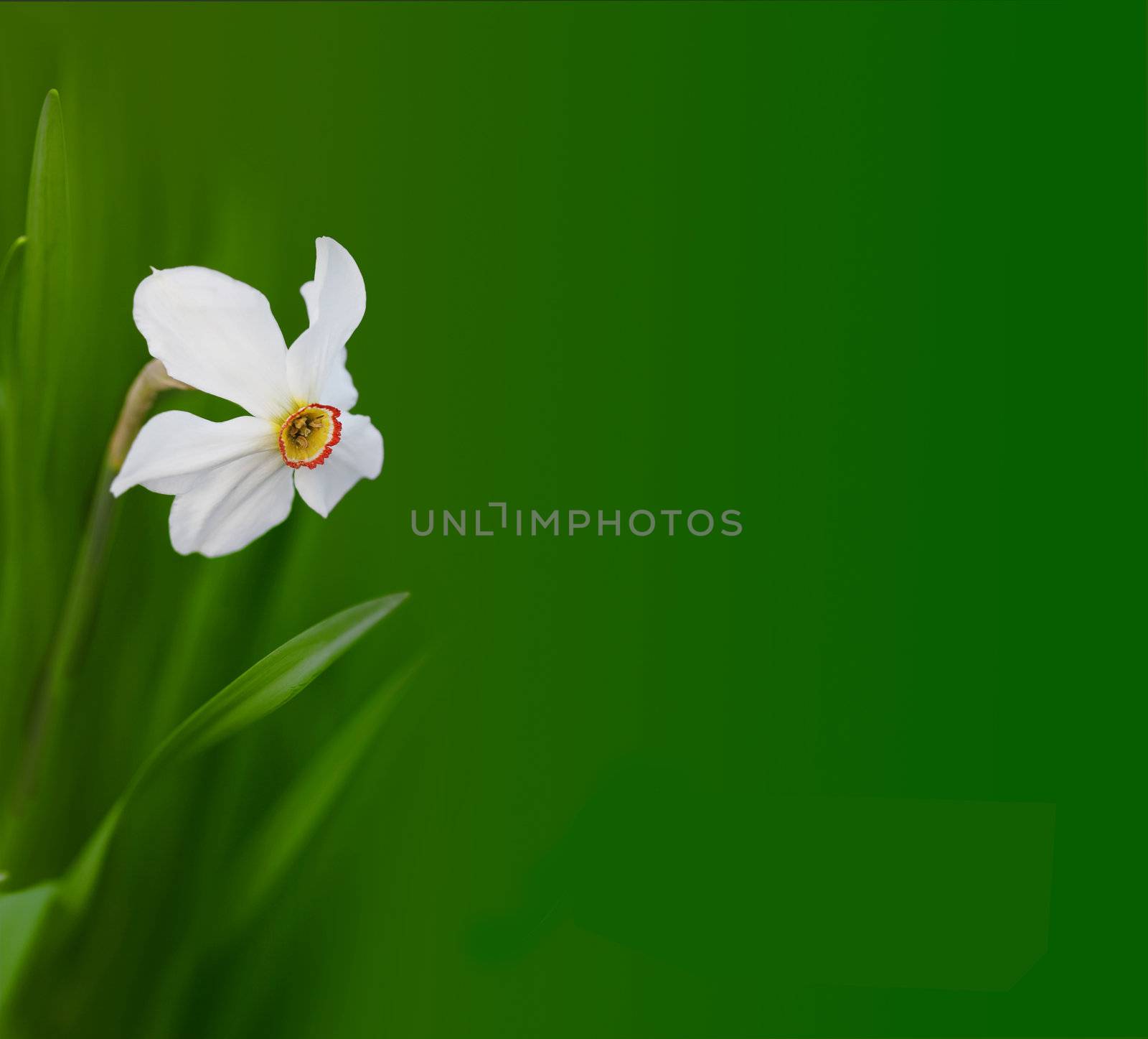 narcissus flower by rudchenko