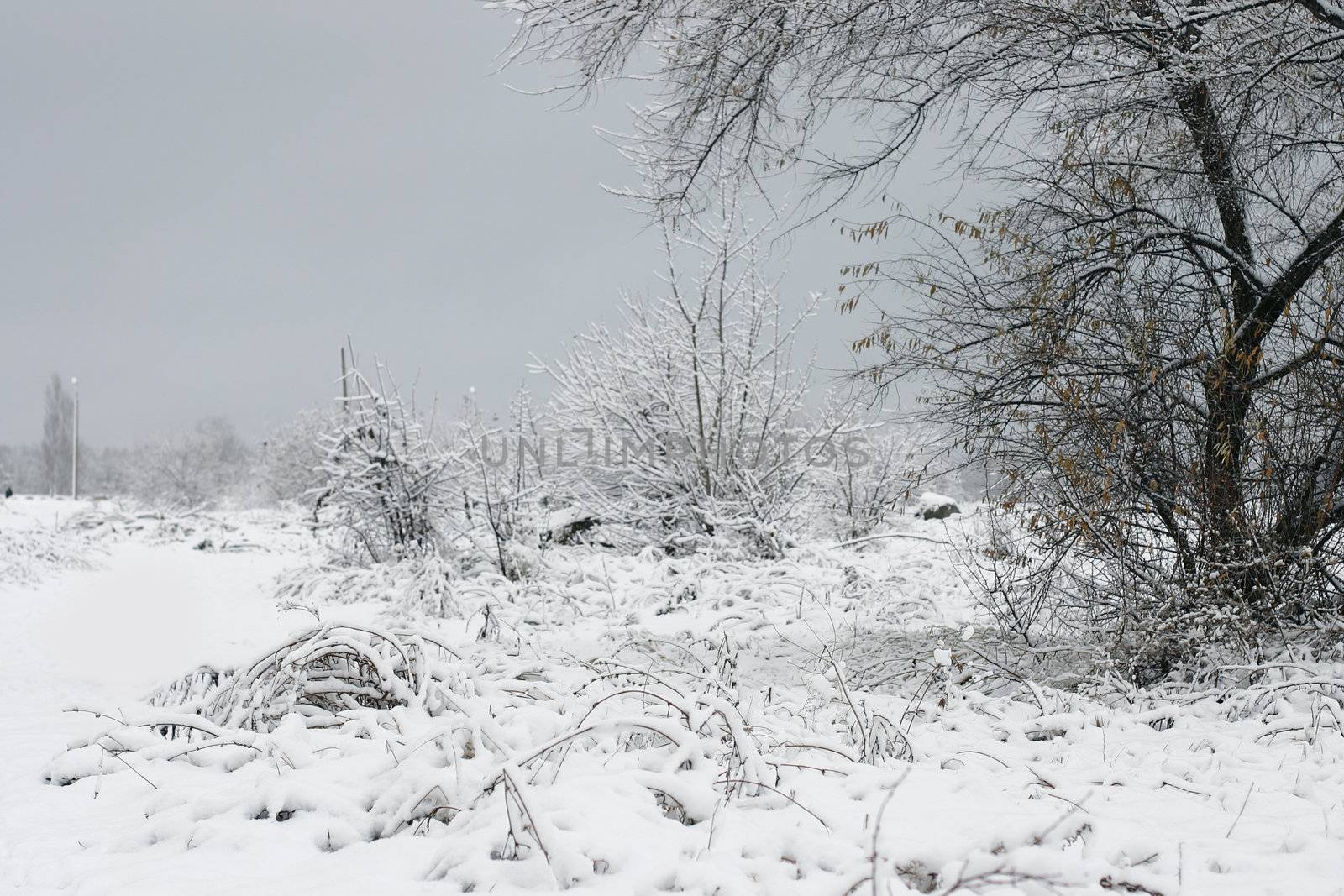 winter landscape by rudchenko