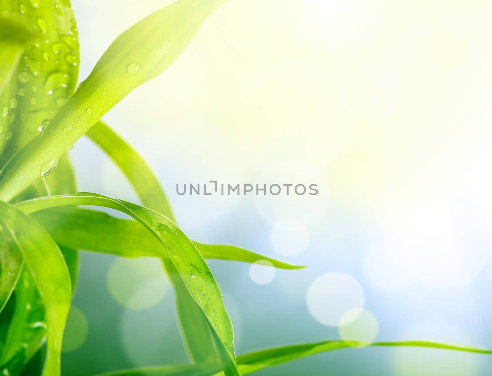 soft blur green grass background by rudchenko