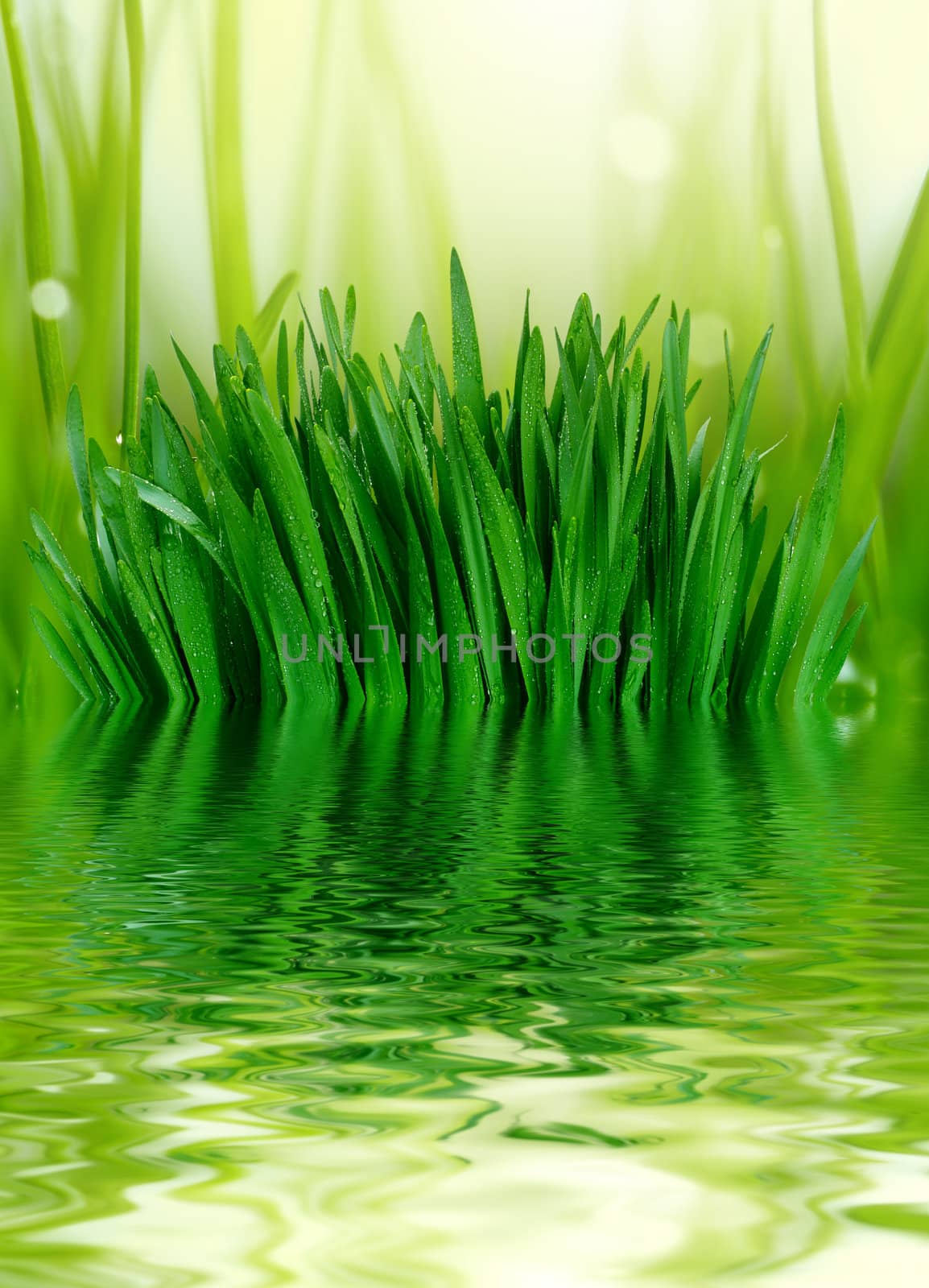 grass and water background by rudchenko