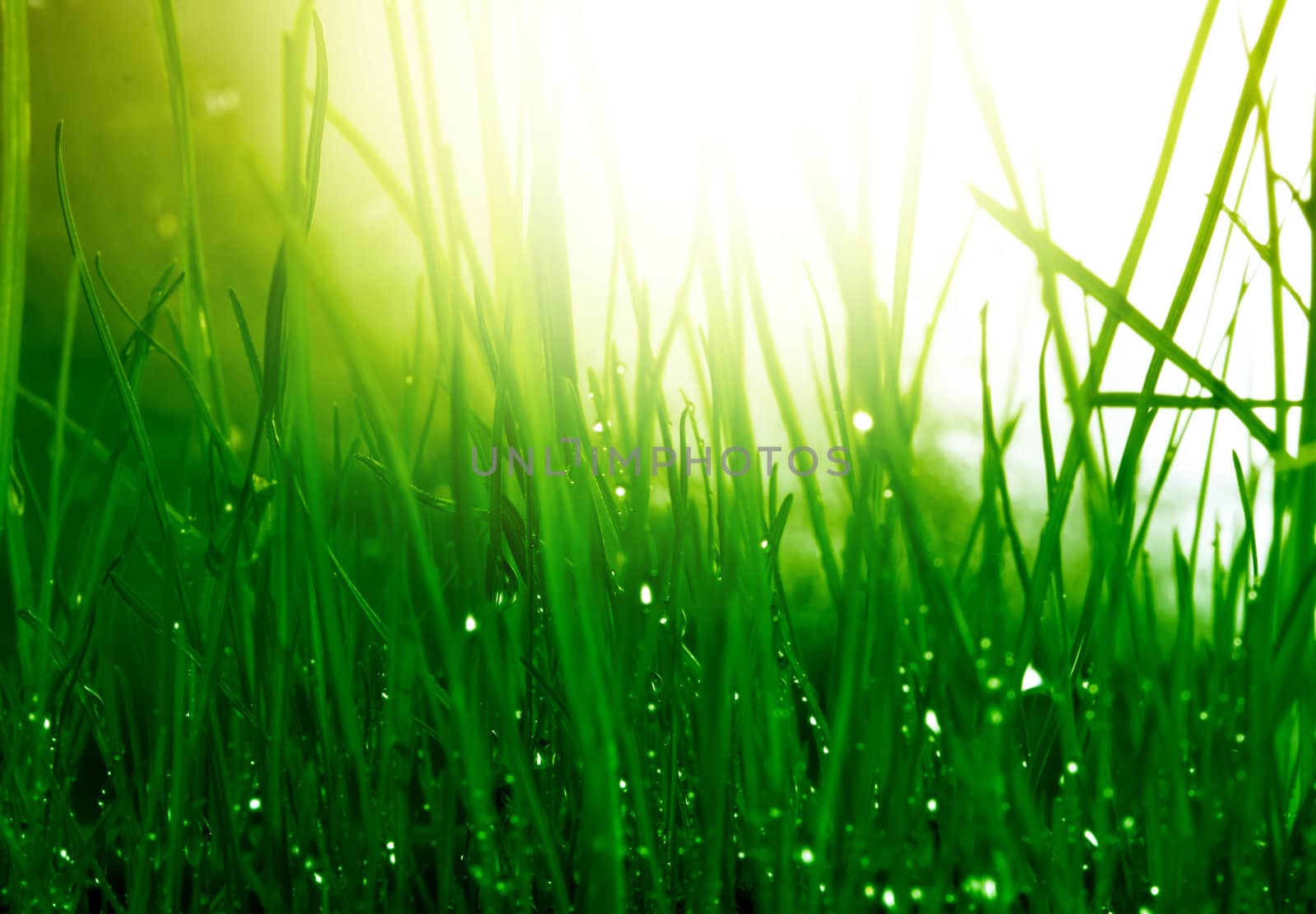 soft green grass background by rudchenko