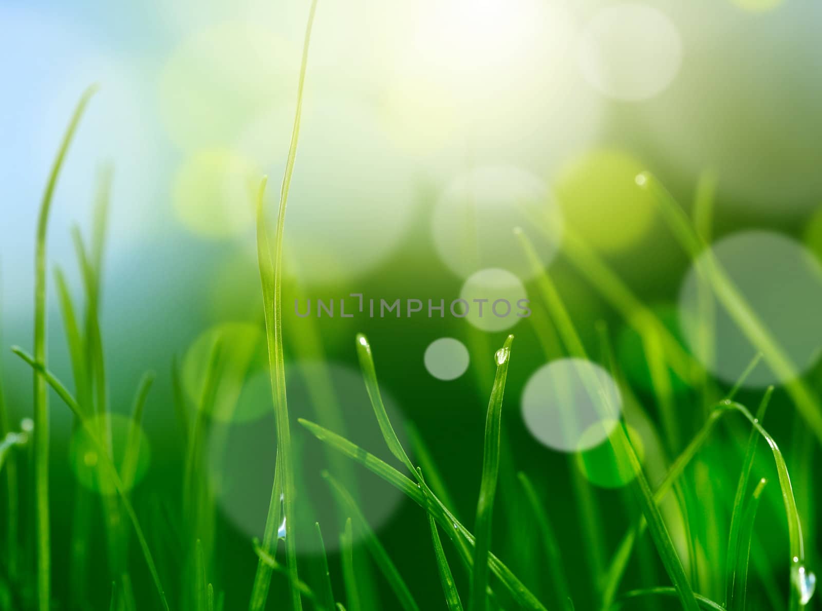 soft blur green grass background by rudchenko