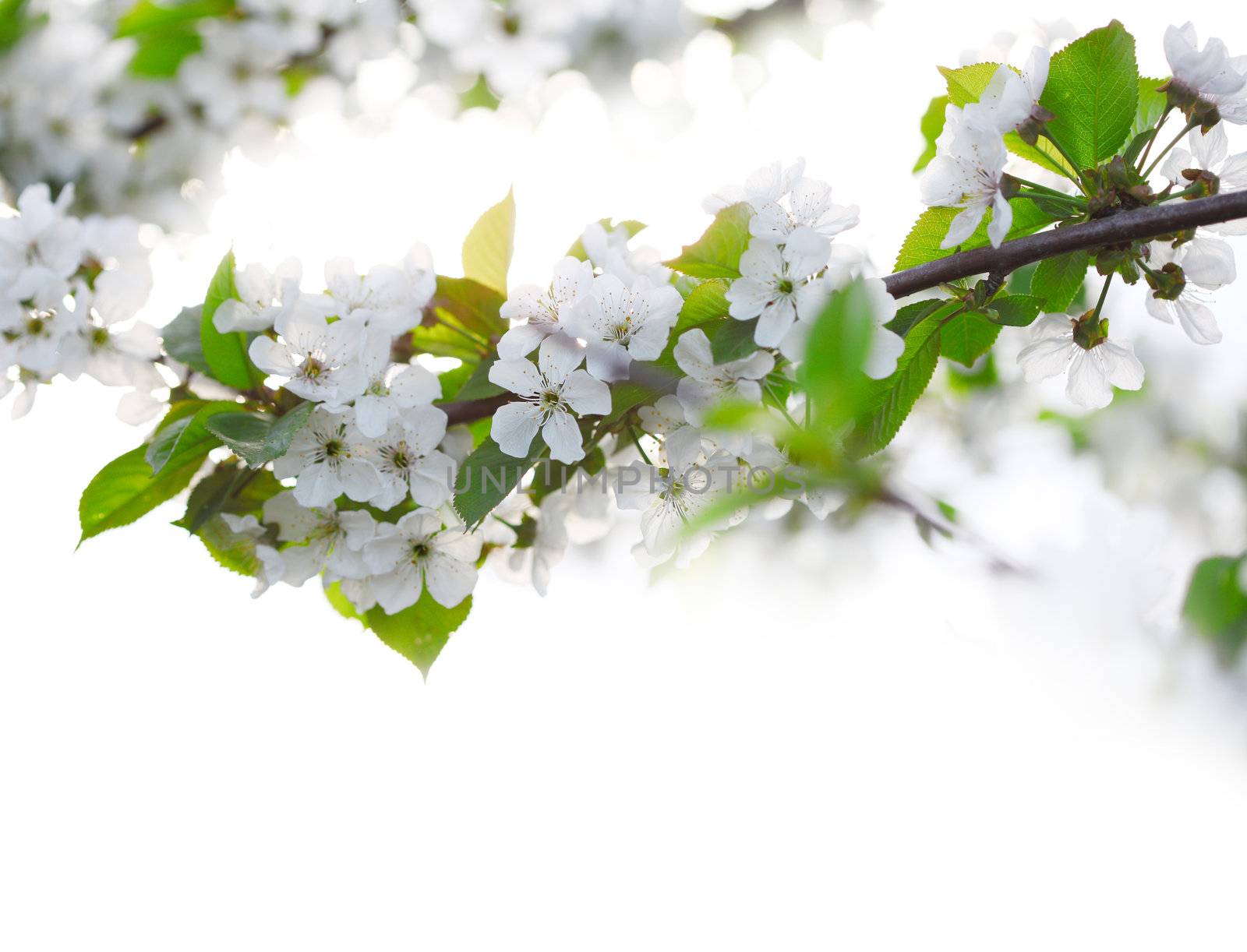 cherry twigs in bloom by rudchenko