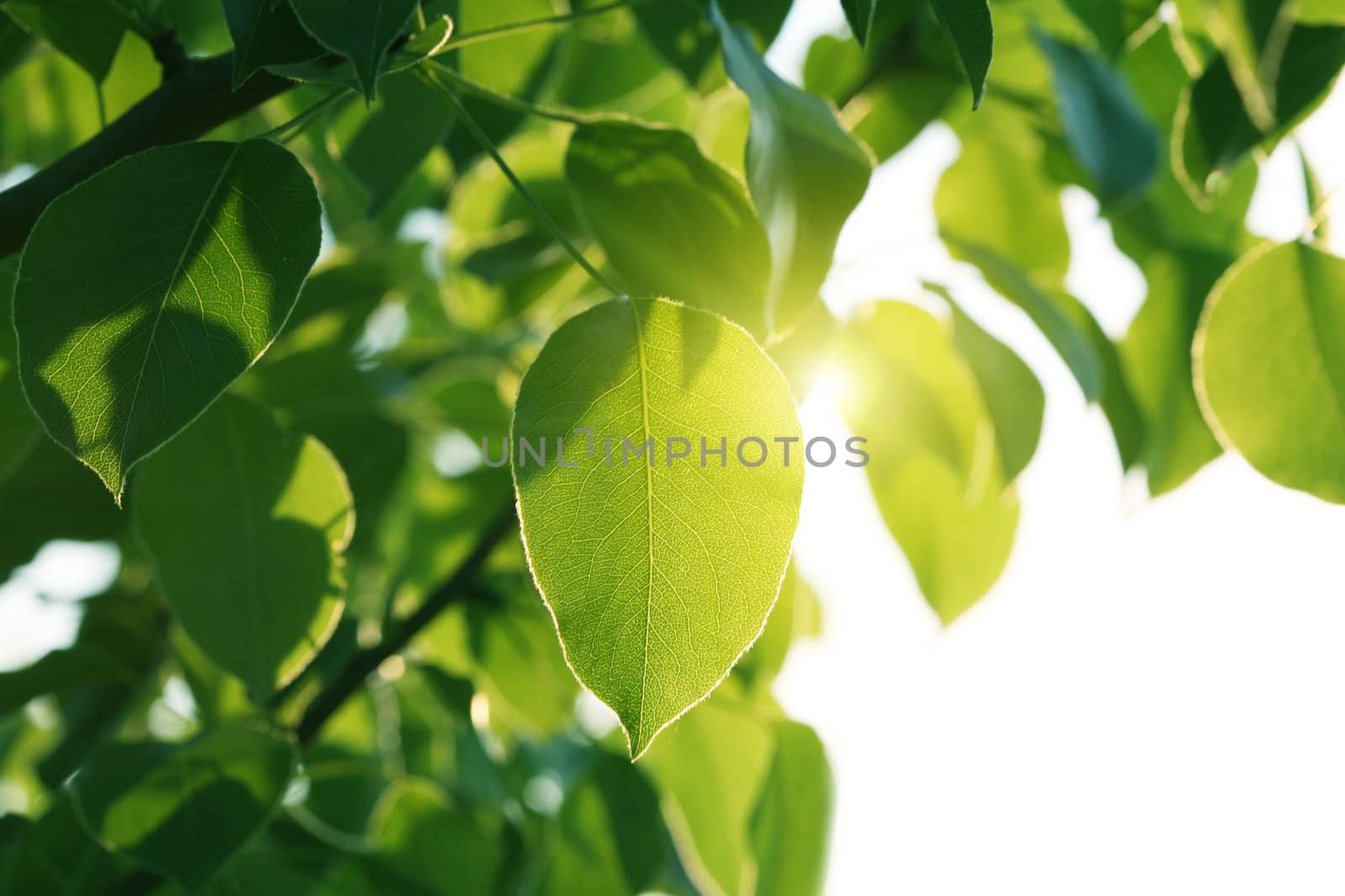 sunlight on green leaves  by rudchenko