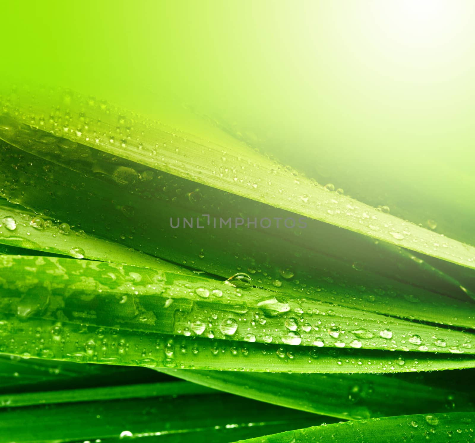 grass leaf with water drops by rudchenko