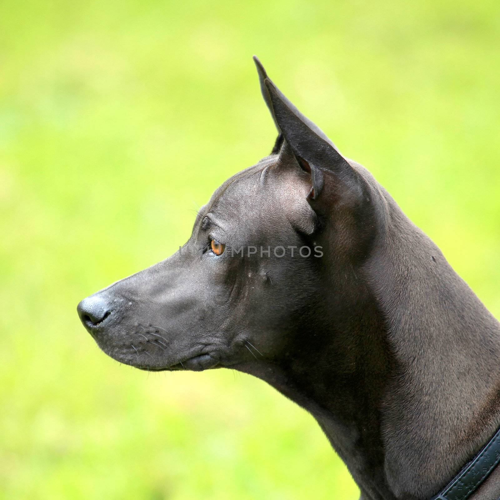 The Tailand Ridgeback on the green background