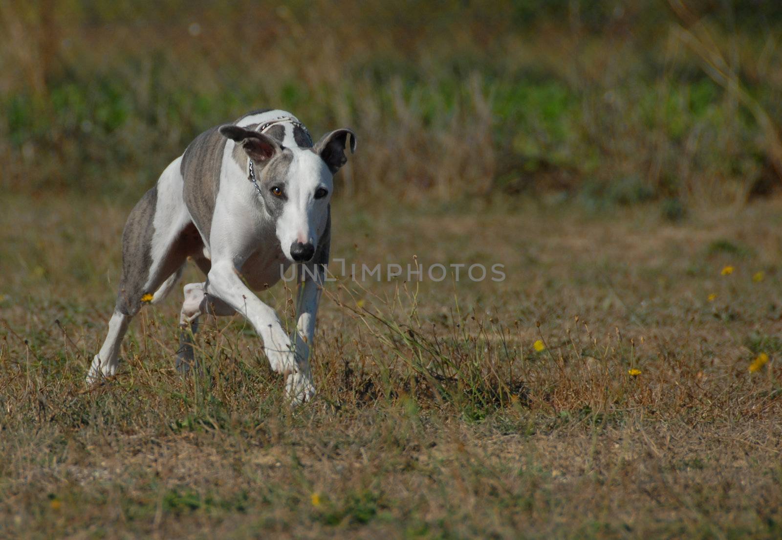 running whippet by cynoclub
