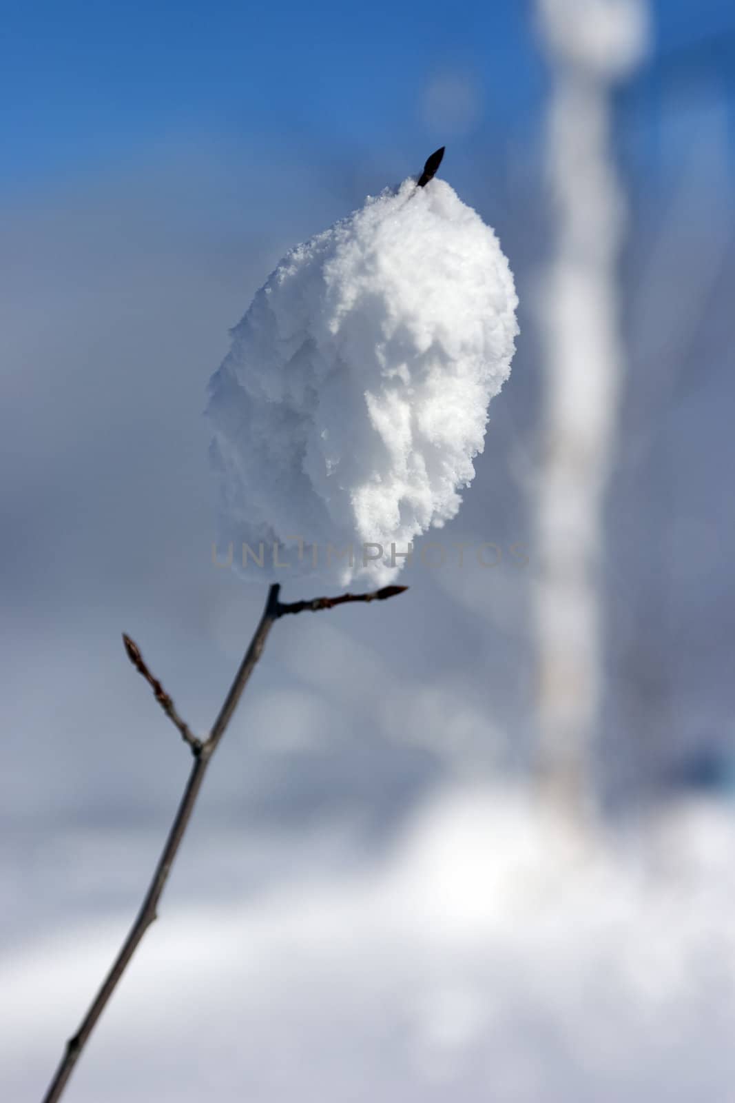 branch is snow capped in the winter forest