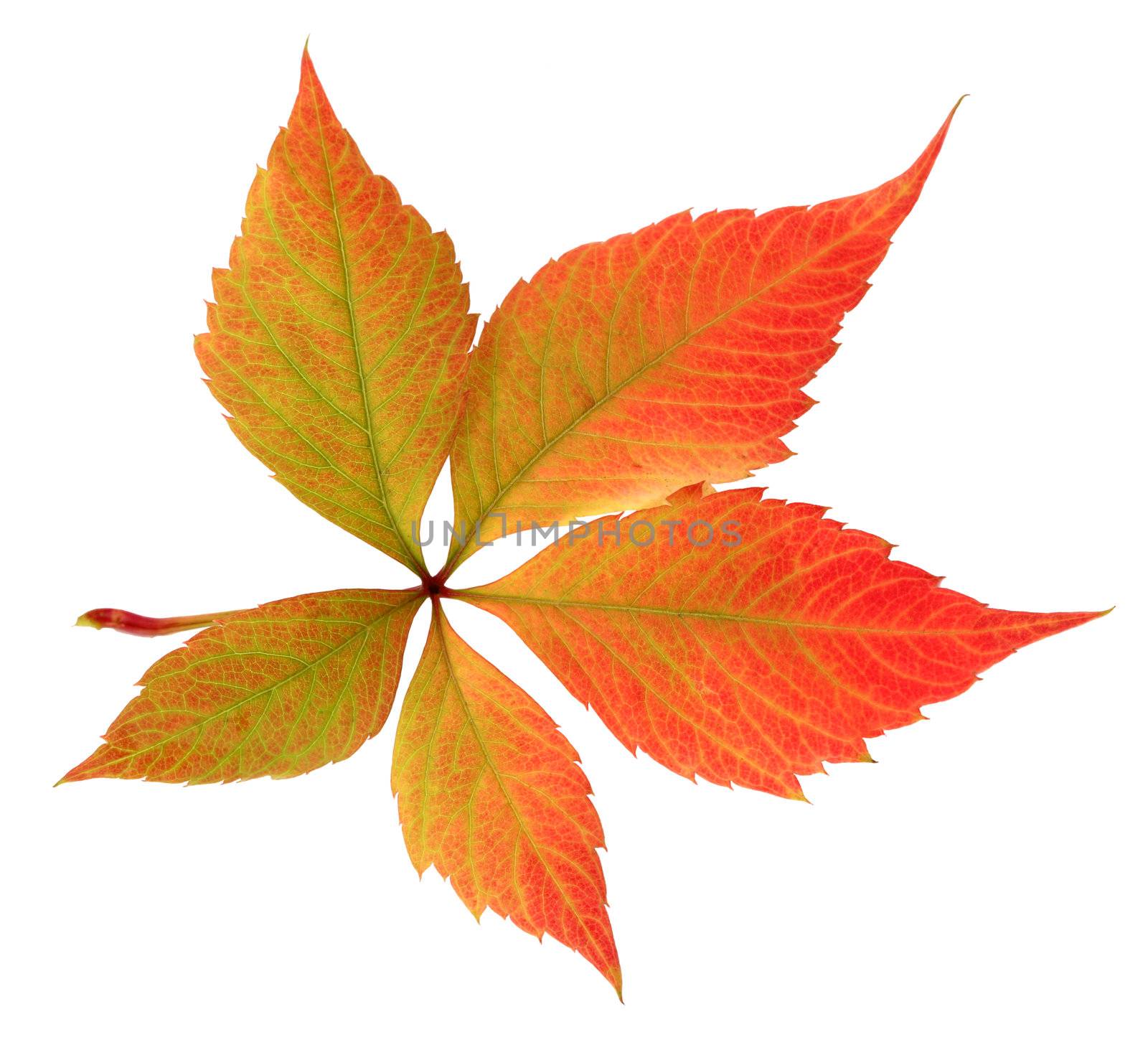 autumn leaf on white background by rudchenko