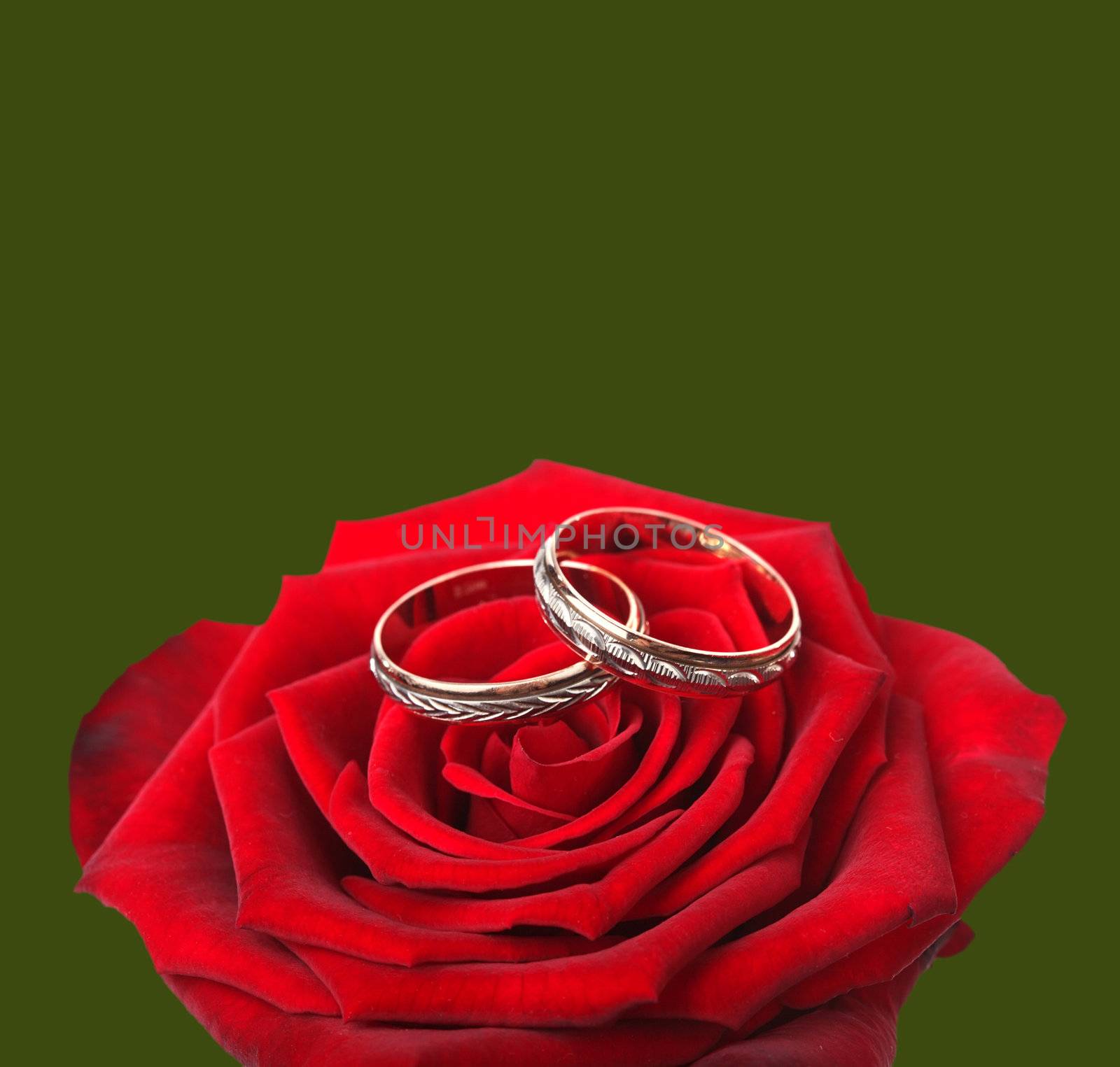 wedding rings and on a red roses